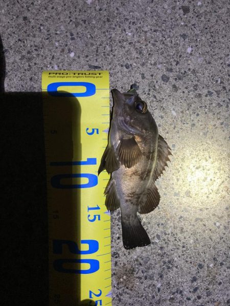 明石でメバリング