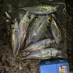 ナイトアジングです