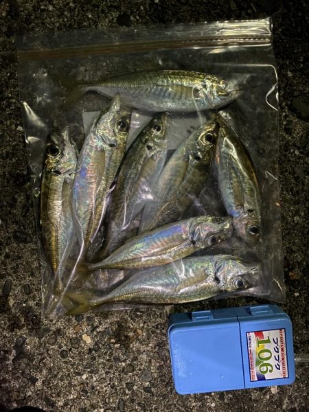 ナイトアジングです