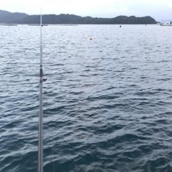 朝マズメのアオリイカ