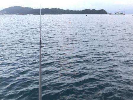 朝マズメのアオリイカ