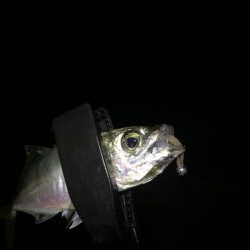 アジングで中アジ！