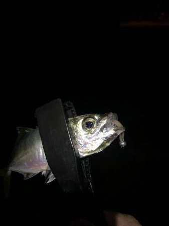 アジングで中アジ！