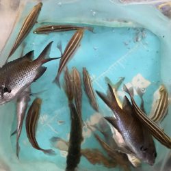 サビキしか勝たん