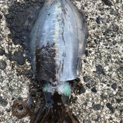 アオリイカ　高活性