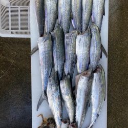 アジングのつもりが、サゴシが大爆釣！！