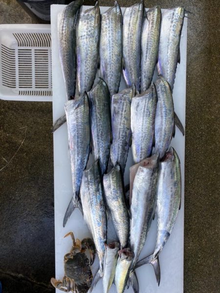 アジングのつもりが、サゴシが大爆釣！！