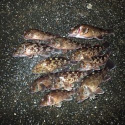 武庫川一文字でガシラ満喫！