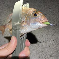 秋のライトゲーム