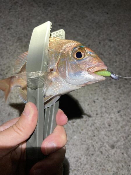 秋のライトゲーム