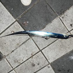 かわいい太刀魚