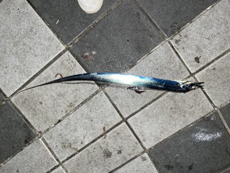 かわいい太刀魚