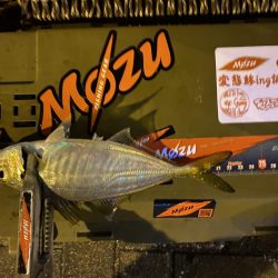 シャローフリーク