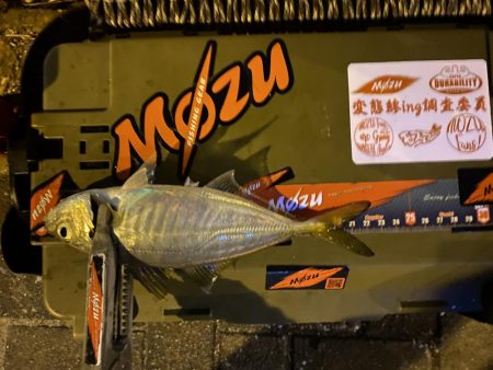 シャローフリーク