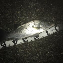 楽しいヒラセイゴ