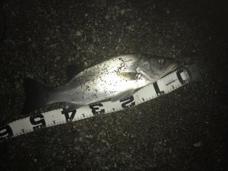 楽しいヒラセイゴ