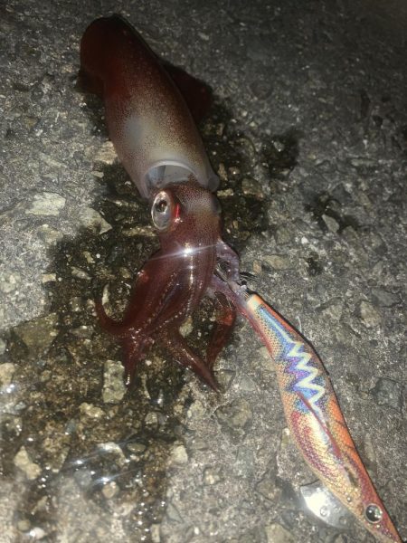 淡路島釣行 連敗脱出メジロ 61センチGET