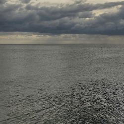 マゴチとツバス