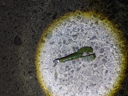 なんとかニゴイを釣りました