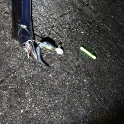 2年越しのタチウオ