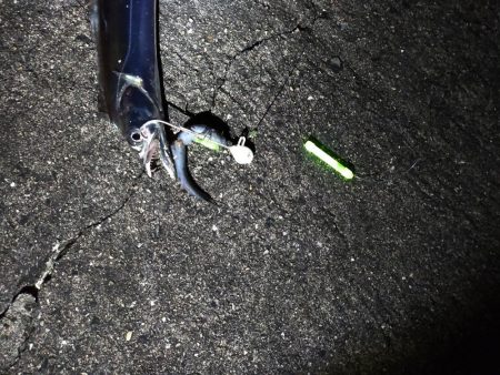 2年越しのタチウオ