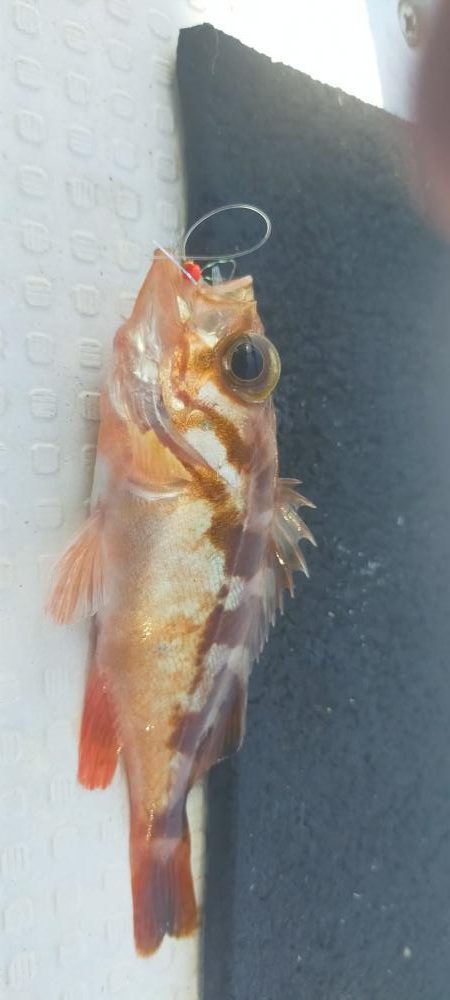 根魚はいる