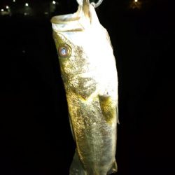 会社帰り釣行は激熱だった!