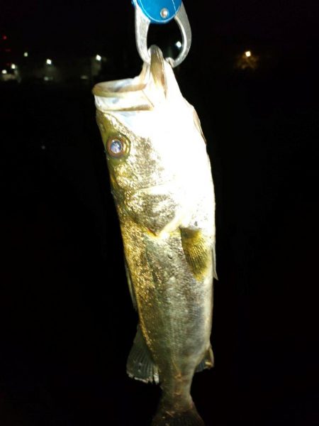 会社帰り釣行は激熱だった!