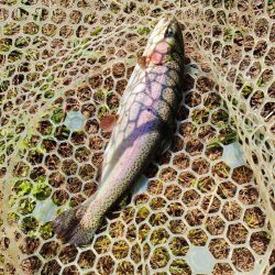 渋かったけど息子との久々の管釣りは楽しかった！