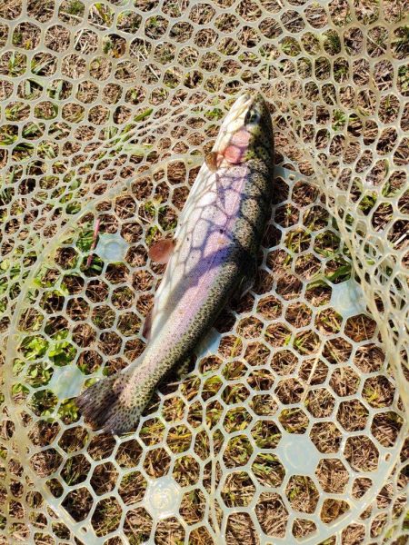 渋かったけど息子との久々の管釣りは楽しかった！