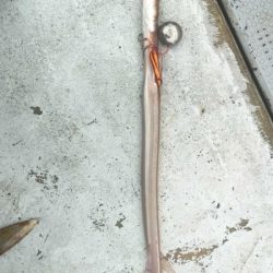 アオハタ高活性