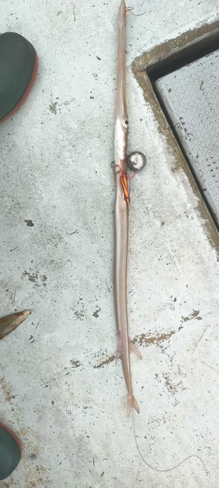 アオハタ高活性