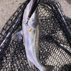 名古屋港シーバス