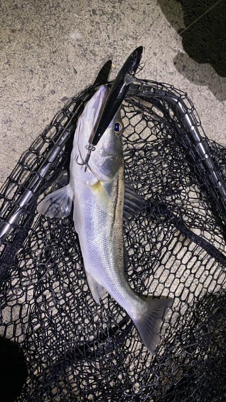 名古屋港シーバス