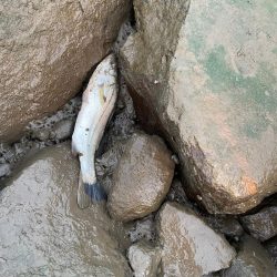 夕食にシーバスを頼まれて