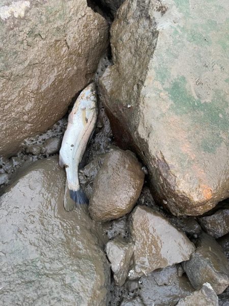 夕食にシーバスを頼まれて