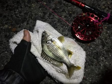 2021/10/02 南港ヘチ釣り