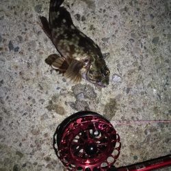 2021/10/03 南港ヘチ釣り（根魚狙い）