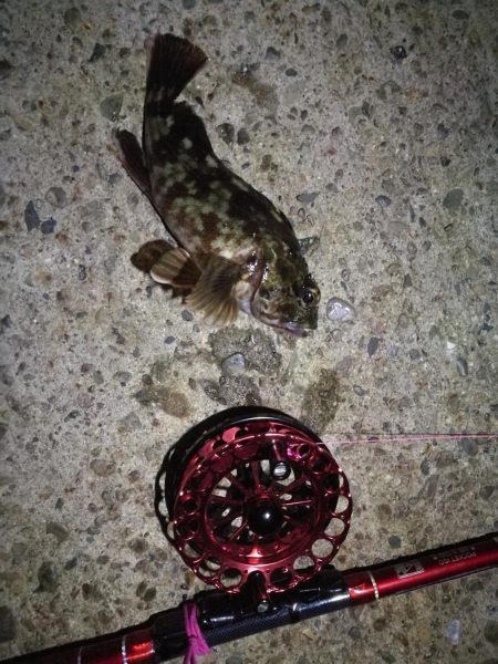 2021/10/03 南港ヘチ釣り（根魚狙い）