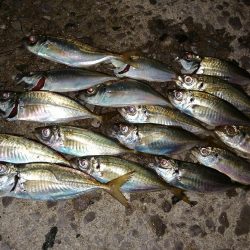 豆アジも考えを変えれば