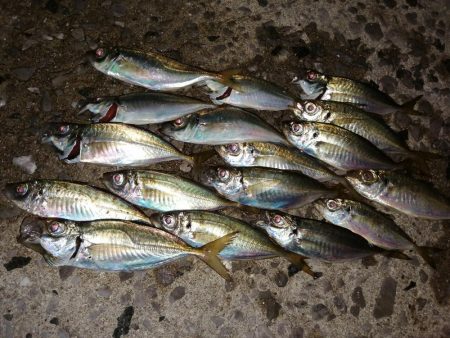 豆アジも考えを変えれば