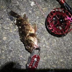 2021/10/04 南港ヘチ釣り