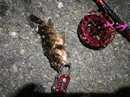 2021/10/04 南港ヘチ釣り