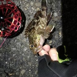 2021/10/06 南港ヘチ釣り