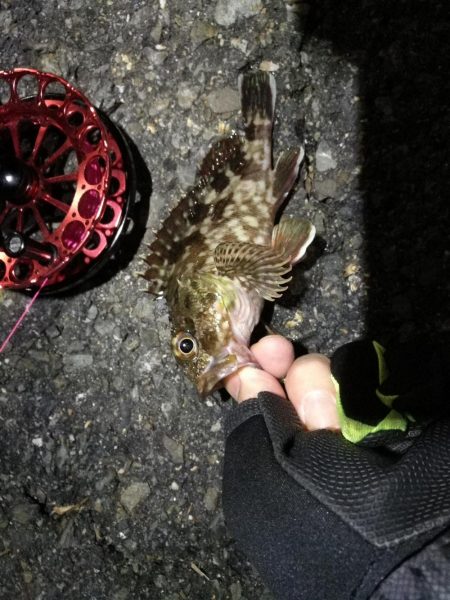 2021/10/06 南港ヘチ釣り