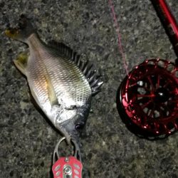 2021/10/07 南港ヘチ釣り（根魚狙い）