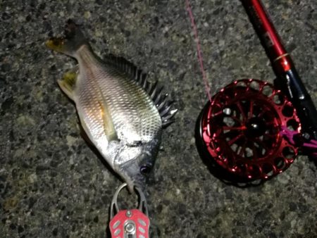 2021/10/07 南港ヘチ釣り（根魚狙…