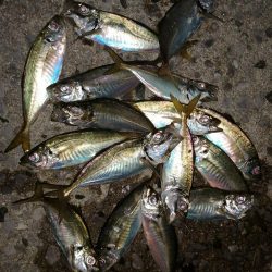 豆アジ時々アジ