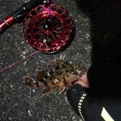 2021/10/09 南港ヘチ釣り