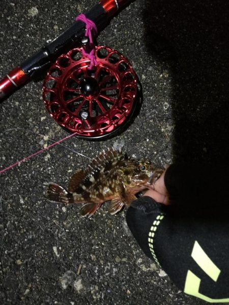 2021/10/09 南港ヘチ釣り